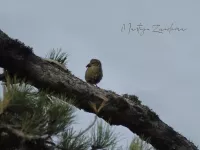 Corsicaanse kruisbek [Loxia curvirostra corsicana]